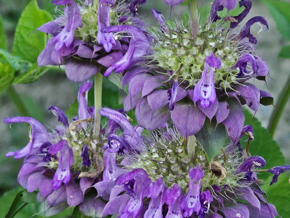 lemon bee balm