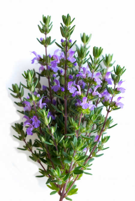 its thyme